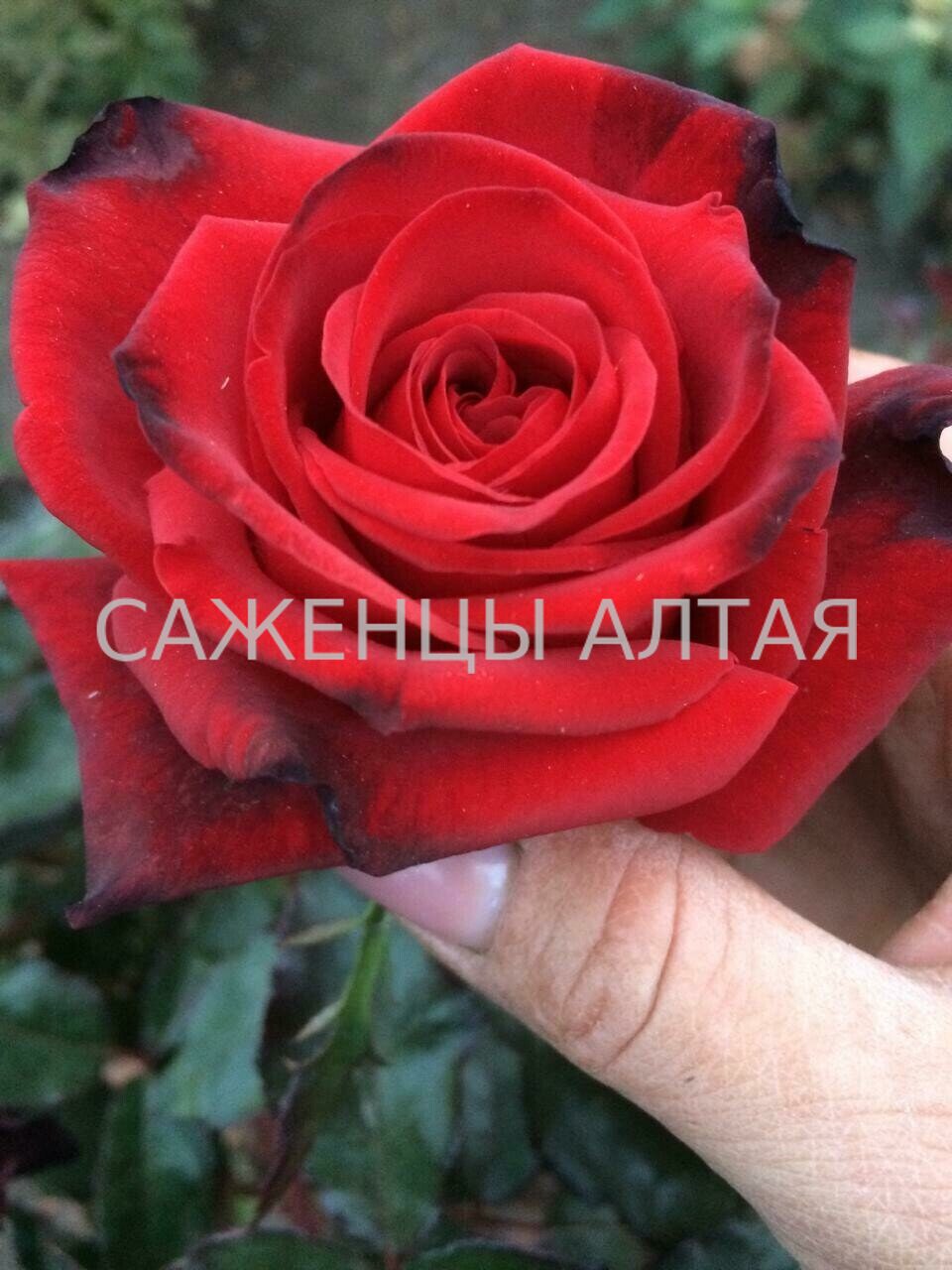 Лавли Ред Роза Фото