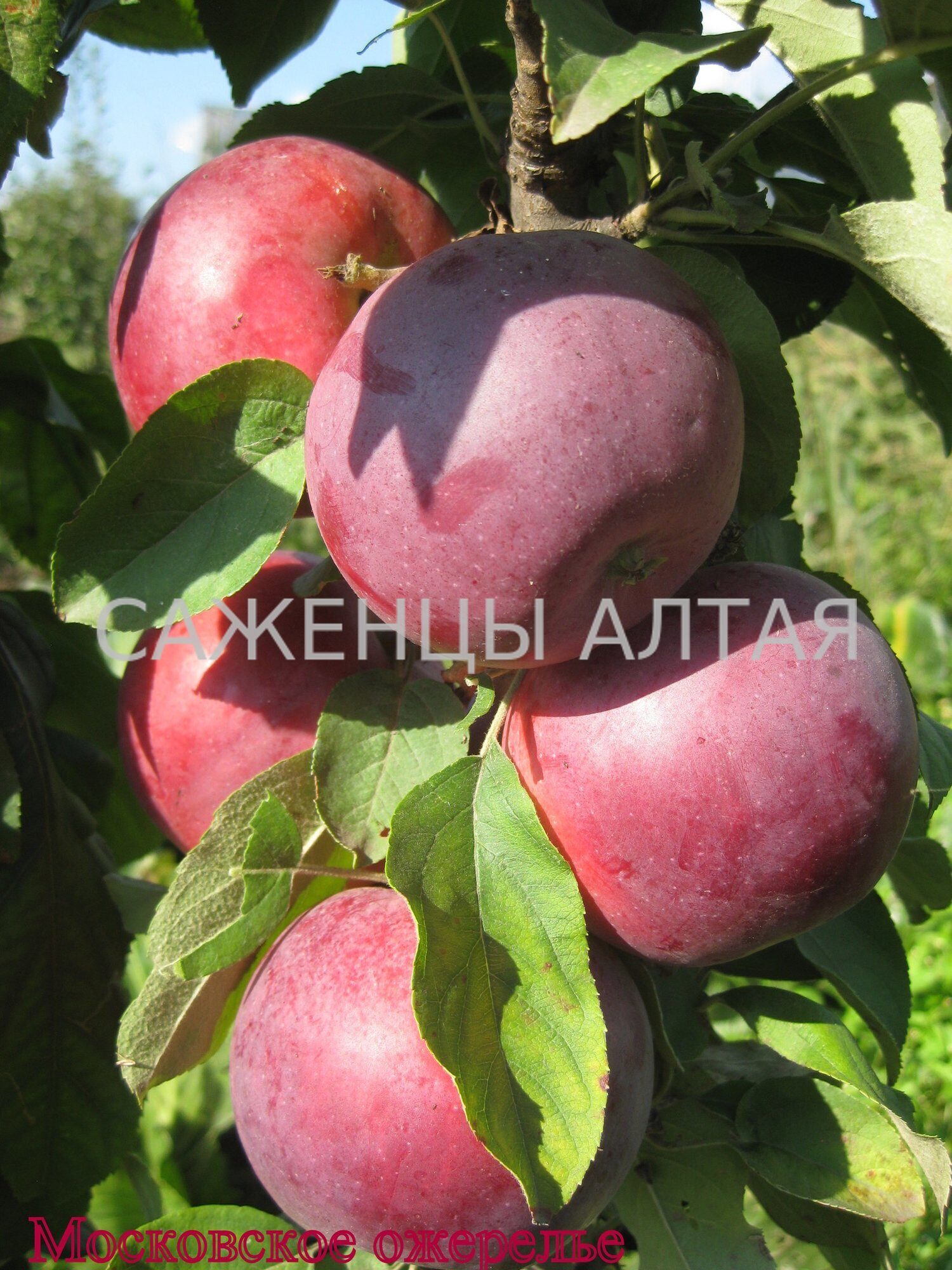 Московский сорт яблони